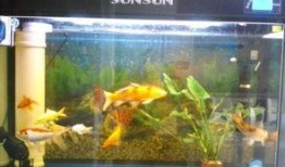 鱼缸在线观看,在线观赏水族之美